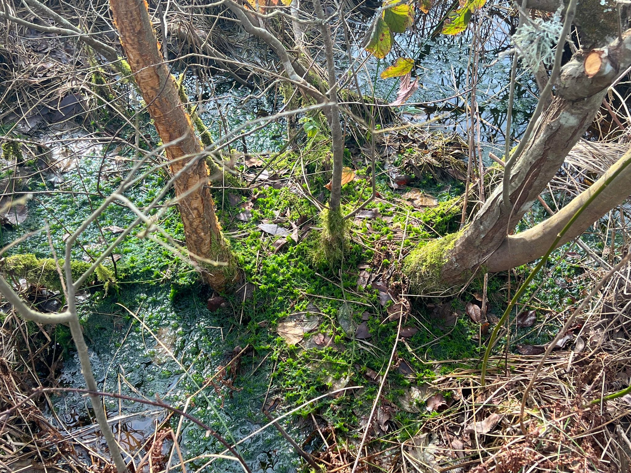 Photo of a peat bog